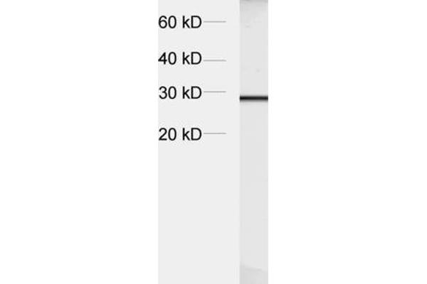 Synaptogyrin 1 Antikörper  (AA 220-234)
