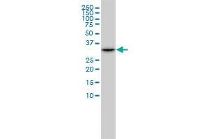 CDK2 antibody  (AA 211-298)