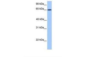 Image no. 1 for anti-Zinc Finger Protein 837 (ZNF837) (N-Term) antibody (ABIN6739327) (ZNF837 antibody  (N-Term))