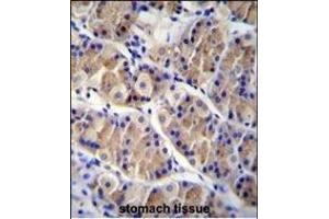 LRRC38 Antibody (C-term) (ABIN655842 and ABIN2845255) immunohistochemistry analysis in formalin fixed and paraffin embedded human stomach tissue followed by peroxidase conjugation of the secondary antibody and DAB staining.