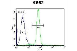 CLIP3 Antibody (C-term) (ABIN655036 and ABIN2844668) flow cytometric analysis of K562 cells (right histogram) compared to a negative control cell (left histogram).