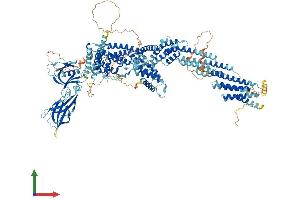 AlphaFold protein structure predicition of Human Recombinant CADPS2 Protein, UniprotID Q86UW7 (CADPS2 Protein (AA 1-1296) (His tag))