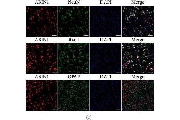 TNIP1 antibody