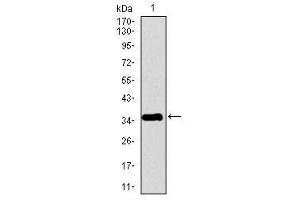 Image no. 1 for anti-Pancreatic Polypeptide (PPY) antibody (ABIN1490783)