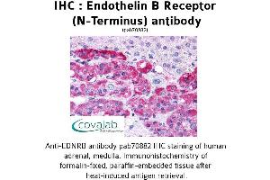 Image no. 1 for anti-Endothelin Receptor Type B (EDNRB) (Extracellular Domain), (N-Term) antibody (ABIN1734028) (EDNRB antibody  (Extracellular Domain, N-Term))