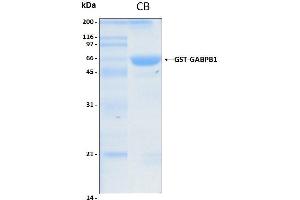 10% SDS-PAGE stained with Coomassie Blue (CB) and peptide fingerprinting by MALDI-TOF mass spectrometry (GABPB1 Protein (AA 1-395) (GST tag))
