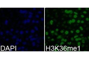 Immunofluorescence analysis of 293T cell using H3K36me1 antibody. (Histone 3 antibody  (H3K36me))