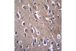 Immunohistochemistry analysis in formalin fixed and paraffin embedded human brain tissue reacted with PON2 Antibody (N-term) followed which was peroxidase conjugated to the secondary antibody and followed by DAB staining.