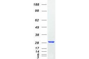 Validation with Western Blot (CLIC4 Protein (Myc-DYKDDDDK Tag))