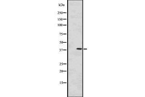 Western blot analysis of PP1α using HeLa whole cell lysates (PPP1CA antibody  (C-Term))