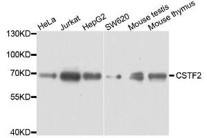 Western blot analysis of extracts of various cell lines, using CSTF2 antibody. (CSTF2 antibody  (AA 1-180))