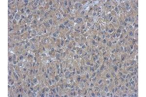 Image no. 1 for anti-Armadillo Repeat Containing 1 (ARMC1) (AA 1-235) antibody (ABIN1496723) (ARMC1 antibody  (AA 1-235))