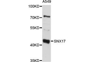 Western blot analysis of extracts of A-549 cells, using SNX17 antibody (ABIN4905260) at 1:1000 dilution. (SNX17 antibody)