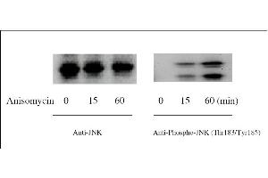 JNK ELISA Kit