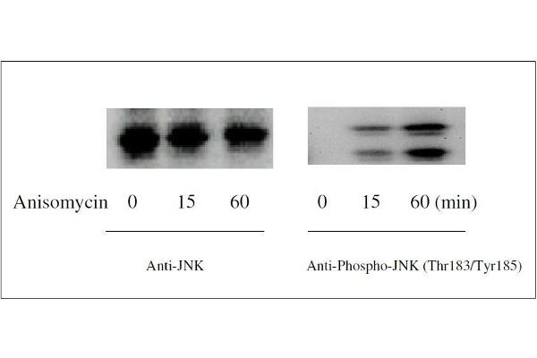 JNK ELISA Kit