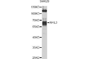 Western blot analysis of extracts of SW620 cells, using NFIL3 antibody (ABIN4904521) at 1:1000 dilution. (NFIL3 antibody)