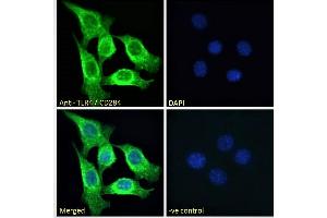 (ABIN7013877) Immunofluorescence analysis of paraformaldehyde fixed NIH3T3 cells, permeabilized with 0. (TLR4 antibody  (Internal Region))