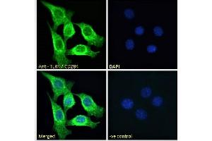 Immunofluorescence (IF) image for anti-Toll-Like Receptor 4 (TLR4) (Internal Region) antibody (ABIN7013877)