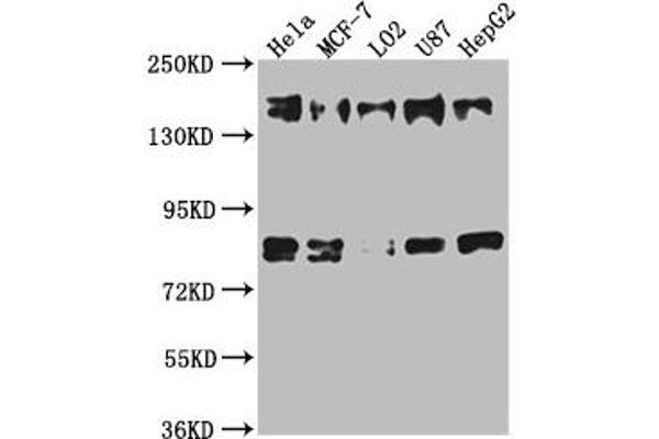 ZFYVE9 antibody  (AA 683-926)