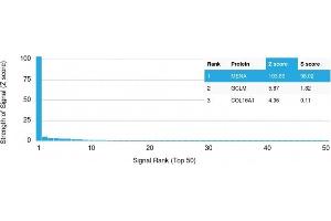 Analysis of Protein Array containing more than 19,000 full-length human proteins using ENAH / MENA Mouse Monoclonal Antibody (ENAH/1988) Z- and S- Score: The Z-score represents the strength of a signal that a monoclonal antibody (Monoclonal Antibody) (in combination with a fluorescently-tagged anti-IgG secondary antibody) produces when binding to a particular protein on the HuProtTM array. (ENAH antibody  (AA 485-589))