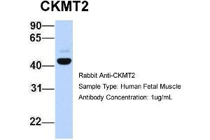 Host: Rabbit Target Name: CKMT2 Sample Type: Human Fetal Muscle Antibody Dilution: 1. (CKMT2 antibody  (C-Term))