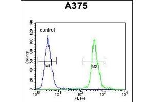 AL2SA Antibody (N-term) (ABIN654732 and ABIN2844420) flow cytometric analysis of  cells (right histogram) compared to a negative control cell (left histogram). (ALS2CR11 antibody  (N-Term))