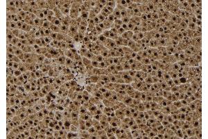 ABIN6279420 at 1/100 staining Rat liver tissue by IHC-P. (EIF2C3 antibody  (Internal Region))