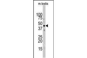 Western blot analysis of ACTB/ACTC Antibody in mouse testis tissue lysates (35ug/lane). (Actin antibody  (N-Term))