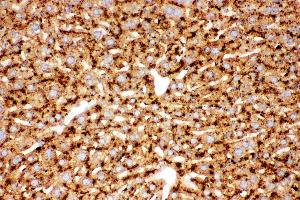 Anti-Cathepsin D Picoband antibody,  IHC(P): Mouse Liver Tissue (Cathepsin D antibody  (AA 65-410))