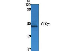 Western Blotting (WB) image for anti-Gl Syn (Internal Region) antibody (ABIN3178069) (Gl Syn (Internal Region) antibody)