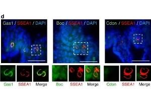 Hh pathway genes and co-receptors are expressed in the PGC migratory niche in the mouse. (CDON antibody  (N-Term))