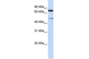 Image no. 1 for anti-Cullin 2 (CUL2) (C-Term) antibody (ABIN6744352) (Cullin 2 antibody  (C-Term))