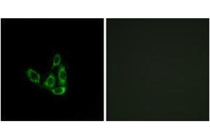 Immunofluorescence analysis of A549 cells, using GCNT3 Antibody. (GCNT3 antibody  (AA 226-275))