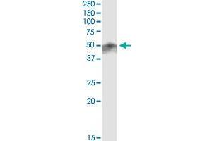 Immunoprecipitation of RNF32 transfected lysate using anti-RNF32 MaxPab rabbit polyclonal antibody and Protein A Magnetic Bead , and immunoblotted with RNF32 purified MaxPab mouse polyclonal antibody (B01P) . (RNF32 antibody  (AA 1-256))