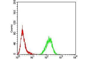 Flow cytometric analysis of Hela cells using MECP2 mouse mAb (green) and negative control (red). (MECP2 antibody  (AA 7-148))