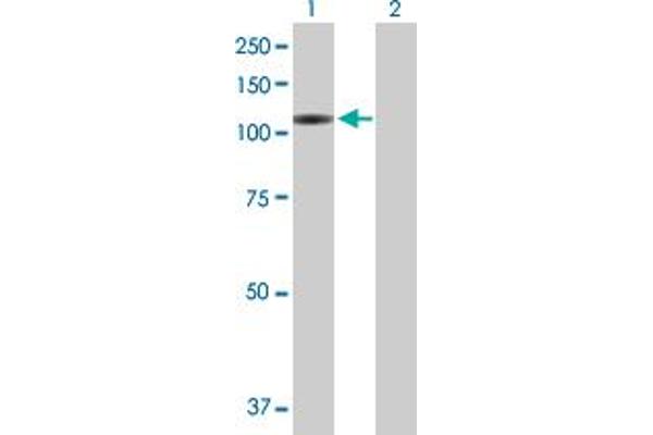 VPS54 antibody  (AA 1-824)