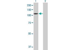 Western Blot analysis of VPS54 expression in transfected 293T cell line by VPS54 MaxPab polyclonal antibody. (VPS54 antibody  (AA 1-824))
