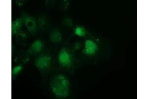 Anti-SPR mouse monoclonal antibody (ABIN2453684) immunofluorescent staining of COS7 cells transiently transfected by pCMV6-ENTRY SPR (RC205679). (SPR antibody)