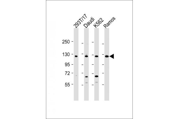 BACH2 antibody  (C-Term)