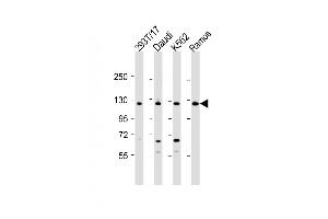 All lanes : Anti-BACH2 Antibody (C-term) at 1:2000 dilution Lane 1: 293T/17 whole cell lysate Lane 2: Daudi whole cell lysate Lane 3: K562 whole cell lysate Lane 4: Ramos whole cell lysate Lysates/proteins at 20 μg per lane.