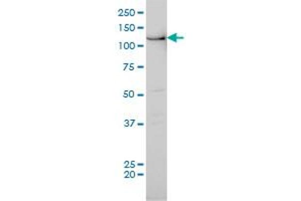 BUB1 antibody  (AA 1-130)