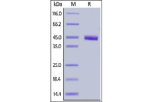 SDS-PAGE (SDS) image for Poliovirus Receptor-Related 4 (PVRL4) (AA 32-349) protein (His tag) (ABIN6950975)