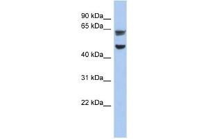 ZP1 antibody used at 1 ug/ml to detect target protein. (ZP1 antibody)