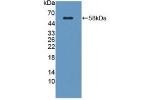 Western blot analysis of recombinant Mouse KLK1. (Kallikrein 1 antibody  (AA 27-261))