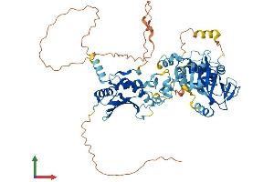 AlphaFold protein structure predicition of Human Recombinant PARP6 Protein, UniprotID Q2NL67 (PARP6 Protein (AA 1-630) (His tag))