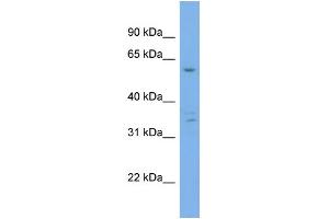 WB Suggested Anti-UBQLN4  Antibody Titration: 0. (UBQLN4 antibody  (Middle Region))