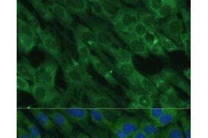Immunofluorescence (IF) image for anti-Histidine Ammonia-Lyase (HAL) antibody (ABIN7256538)