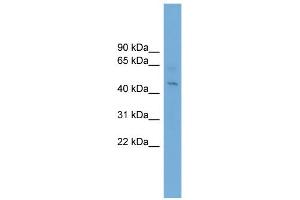 WB Suggested Anti-EIF4A1 Antibody Titration:  0. (EIF4A1 antibody  (Middle Region))