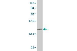 Western Blot detection against Immunogen (36. (PNN antibody  (AA 201-300))