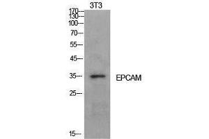 Western Blotting (WB) image for anti-Epithelial Cell Adhesion Molecule (EPCAM) (Internal Region) antibody (ABIN3181411) (EpCAM antibody  (Internal Region))